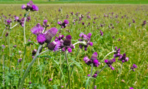 Sumpf-Kratzdistel  Cirsium palustre  marsh thistle