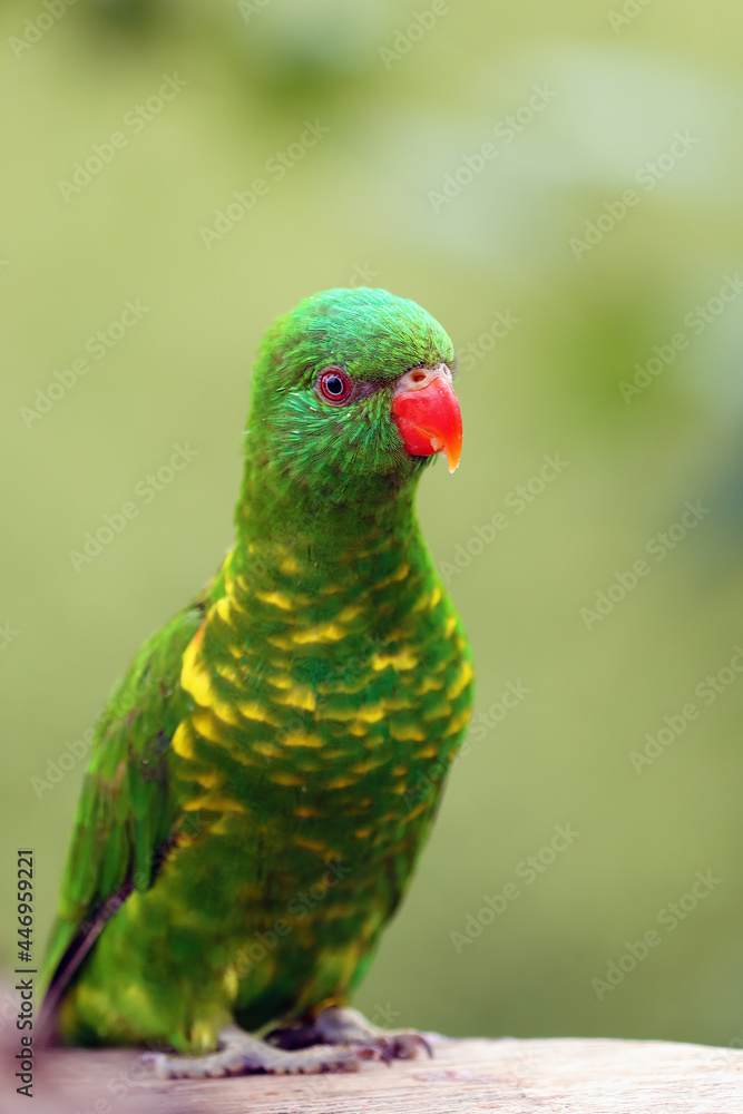 The scaly-breasted lorikeet (Trichoglossus chlorolepidotus), portrait. Portrait of a green parrot.