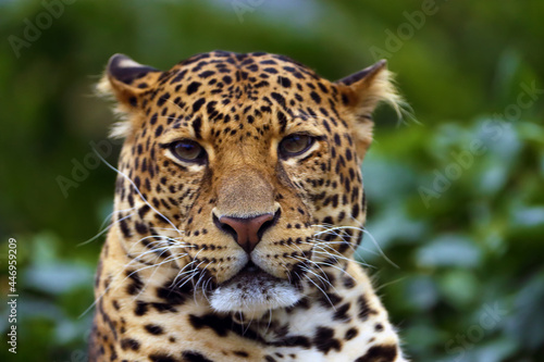 The Javan leopard (Panthera pardus melas), the third subspecies of leopard.
