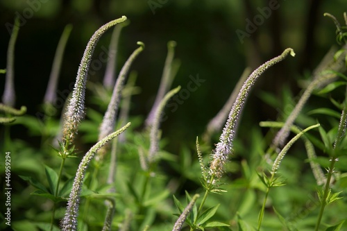 close up of grass in the wind