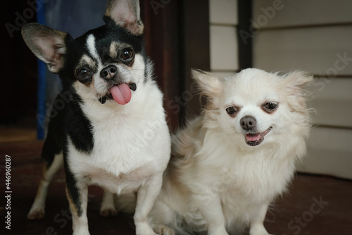 Portrait of funny chihuahua dogs. Cute lap dogs. Friendship of two pets. 