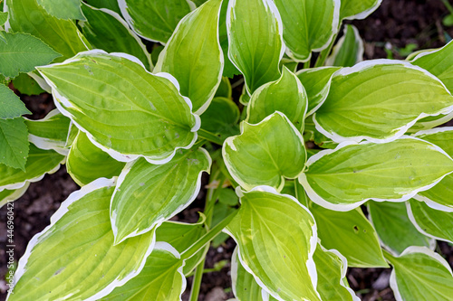 Green Hosta albomarginata leaves with a white border close-up photo