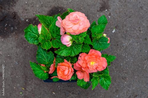 Pink begonia flowers, tuberous begonia in the garden center.