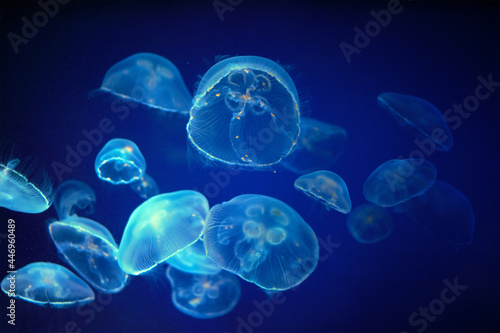 Medusa jellyfish unwerwater © Dmitry Rukhlenko