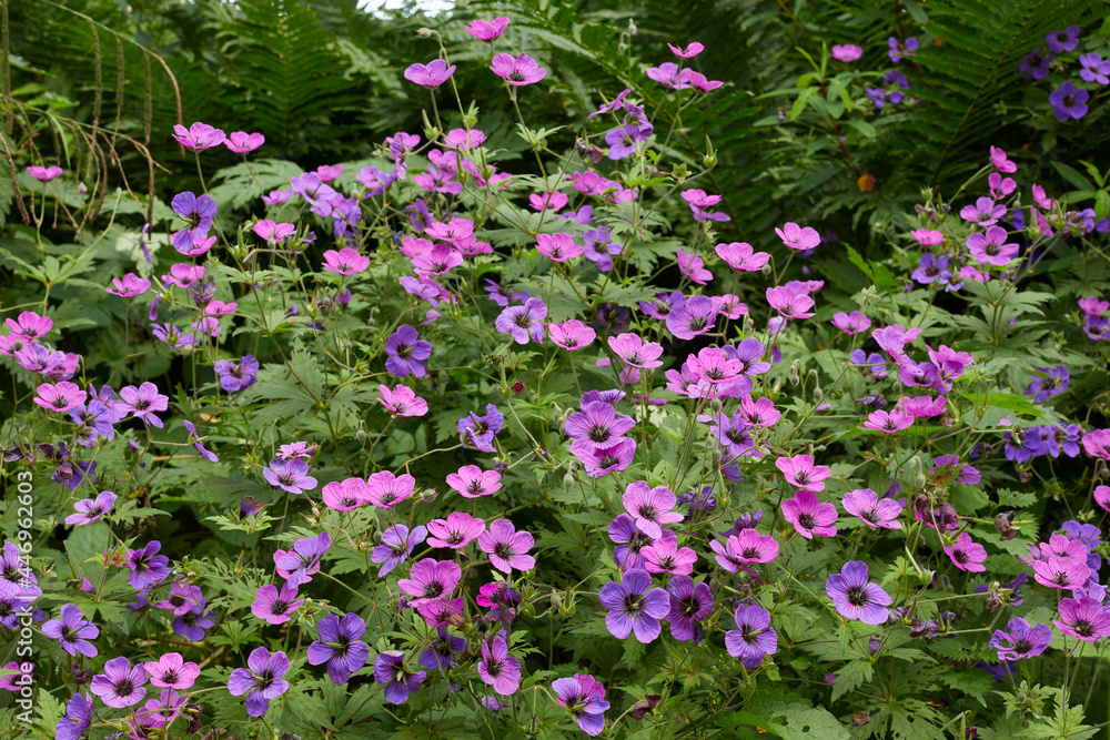 Fototapeta premium Pelargonium flowering in the Yorkshire garden at 900ft