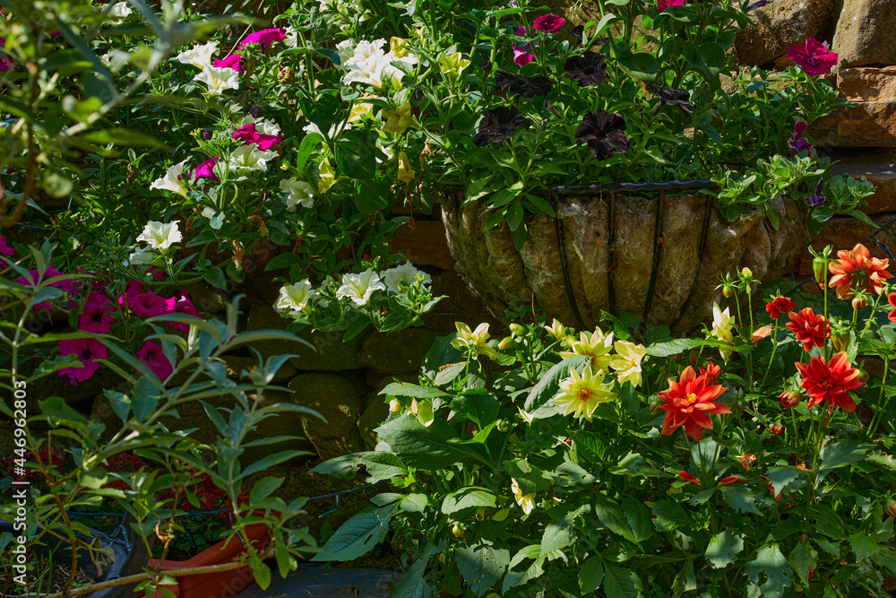 Brightly coloured Petunias flourish in a hanging basket on a traditional dry stone wall in a garden in Nidderdale Brightly coloured Petunias flourish in a hanging basket on a traditional dry stone wall in a garden in Nidderdale