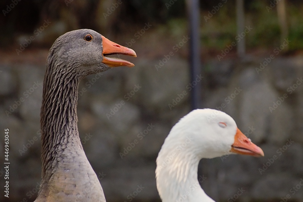 white goose on the grass white goose on the grass