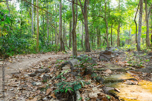 The path in the woods Tropical Nature in Namtok Samlan National Park  © PARINYA