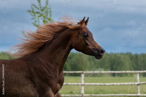 Head of a beautiful chestnut arabian horse, portrait in motion closeup. © Svetlana