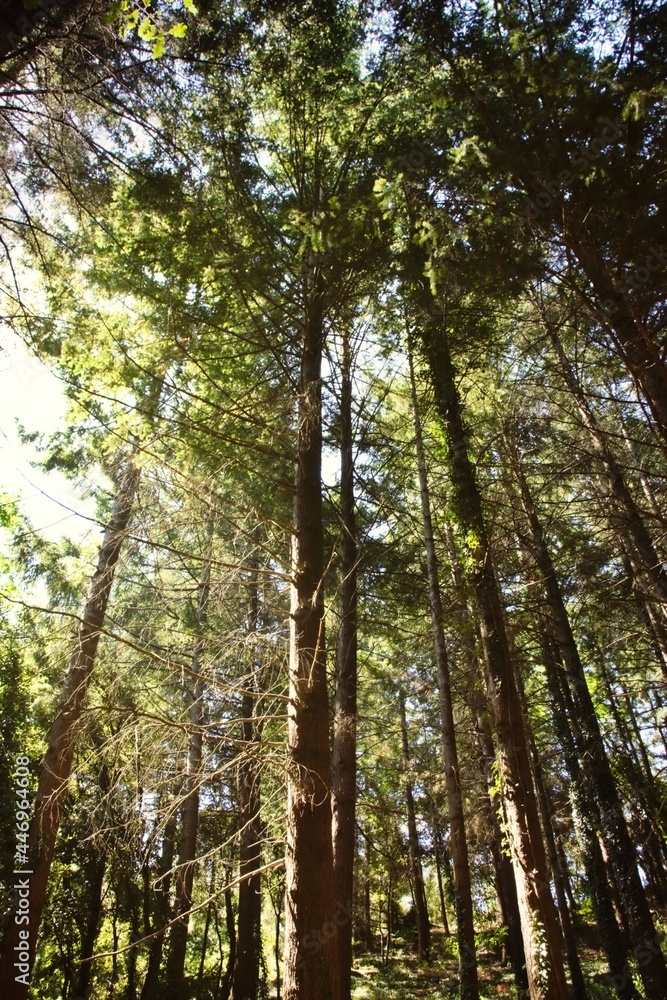 forest in the morning forest in the morning