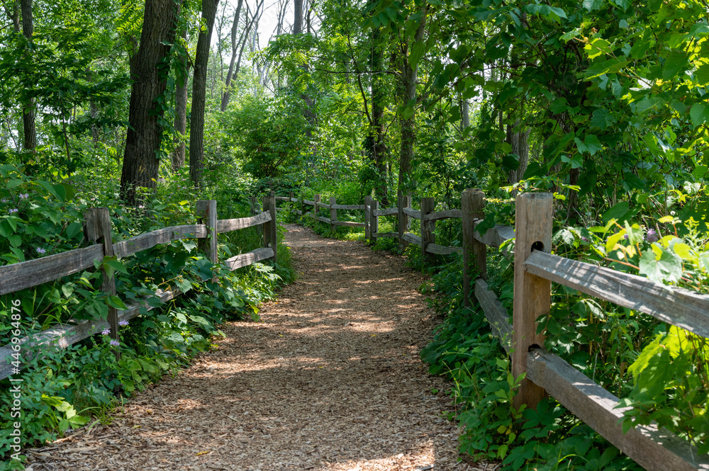 woodland paths