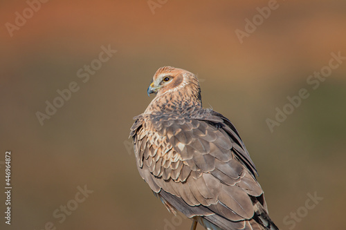 Chicken Harrier, (Circus cyaneus), perched on ground in the wild.