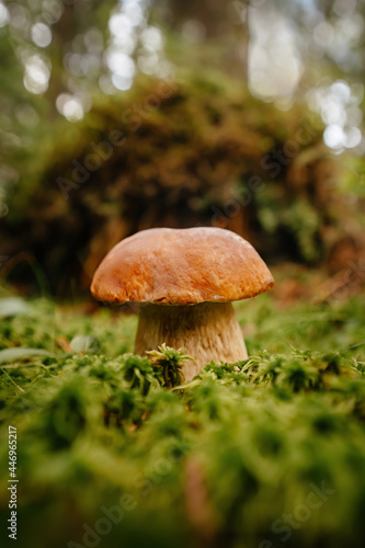 Close-up of an edible forest mushroom against a background of green forest and moss.