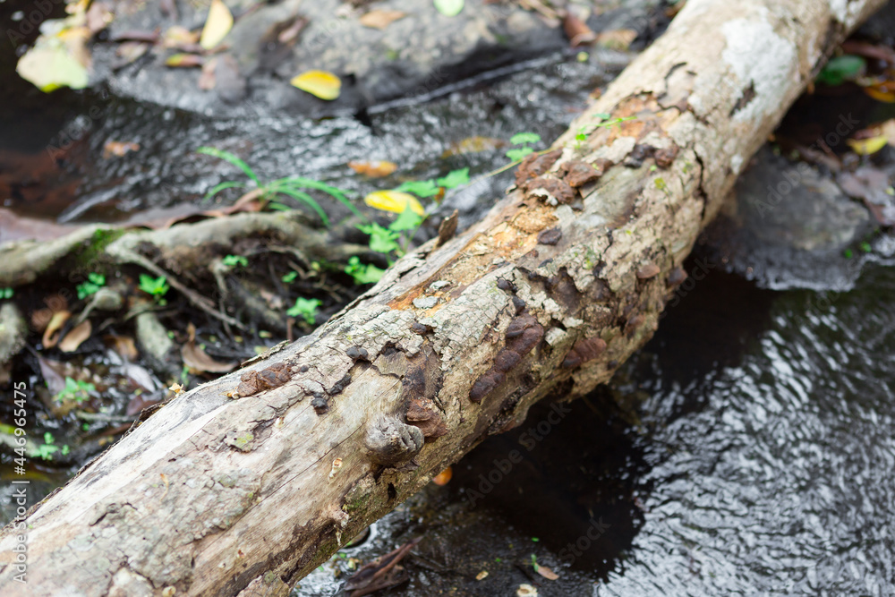 fallen tree in the tropical forest fallen tree in the tropical forest