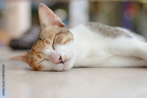 An adorable cat is sleeping comfortably in the owner's house after a full meal. © Thongchai