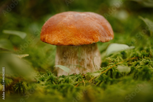 Close-up of a brown edible mushroom on the green forest edge in summer. Concept of hiking and ecotourism.