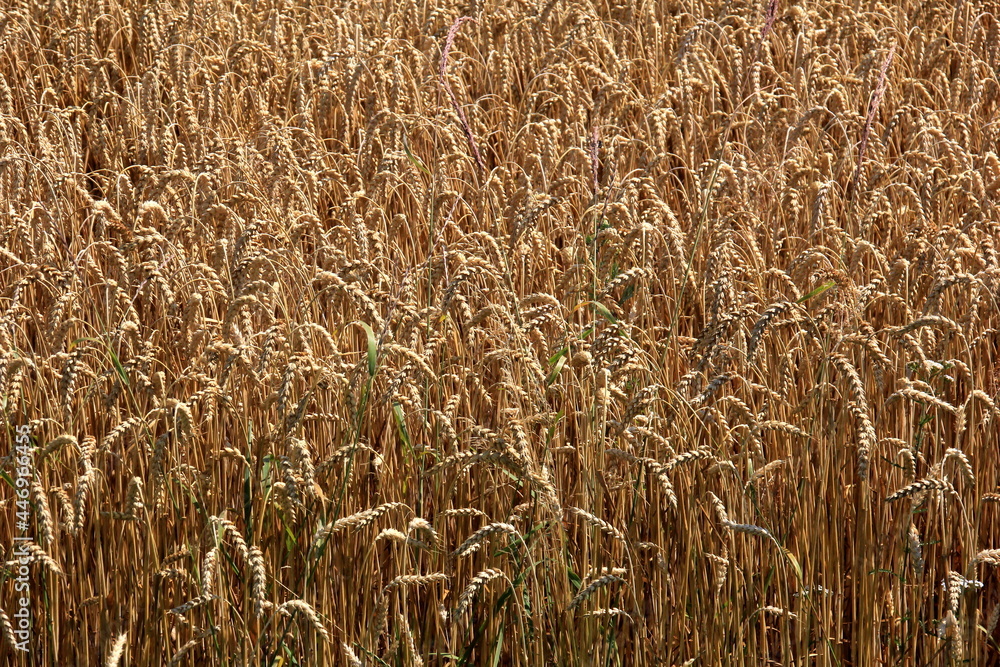Wheat field.Wheat field in summer ready to be harvested. Cereal field ready for harvesting with fallen down broken by wind wheat heads Wheat field.Wheat field in summer ready to be harvested. Cereal field ready for harvesting with fallen down broken by wind wheat heads