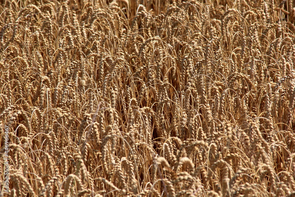 Wheat field.Wheat field in summer ready to be harvested. Cereal field ready for harvesting with fallen down broken by wind wheat heads Wheat field.Wheat field in summer ready to be harvested. Cereal field ready for harvesting with fallen down broken by wind wheat heads
