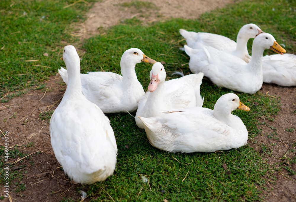 A flock of geese graze on the green grass A flock of geese graze on the green grass
