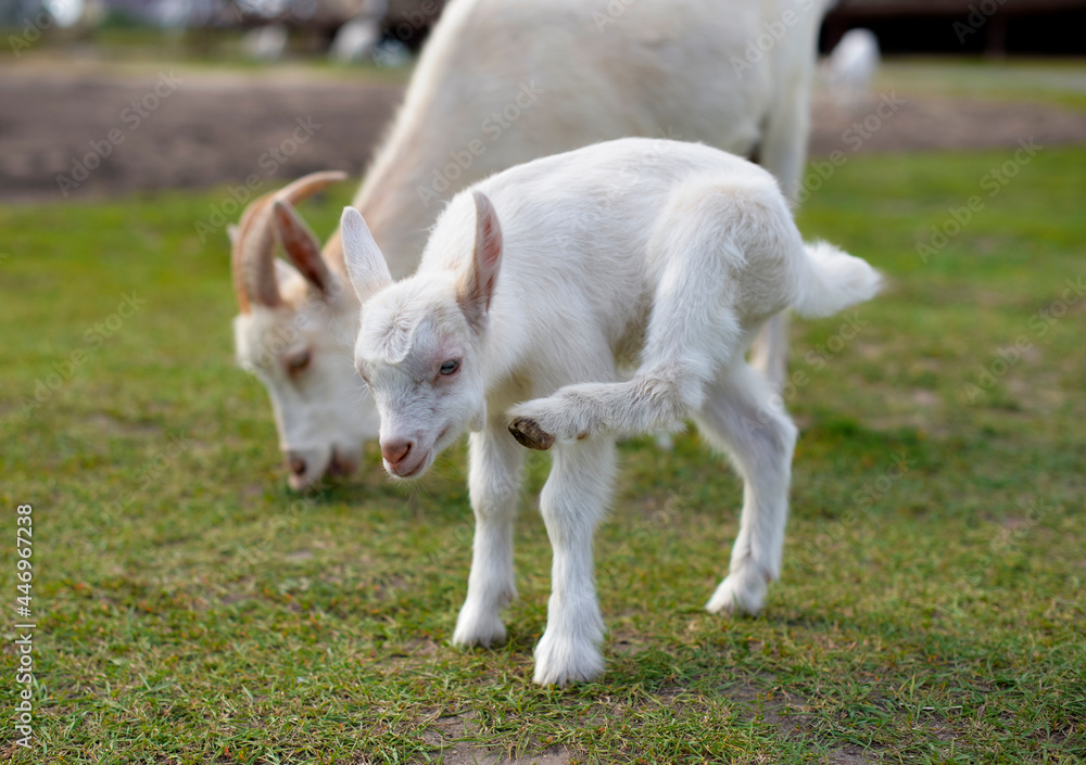 Little goatling grazing with a goat on the green grass, rural wildlife photo Little goatling grazing with a goat on the green grass, rural wildlife photo