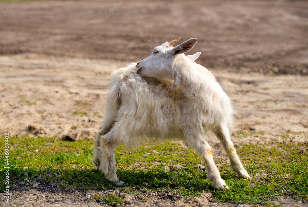 Cute goatling outdoors in grass, rural wildlife photo Cute goatling outdoors in grass, rural wildlife photo