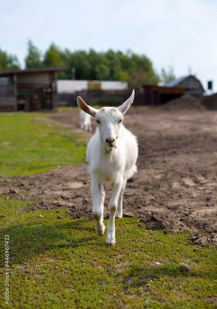 Fototapeta premium Cute goatling outdoors in grass, rural wildlife photo