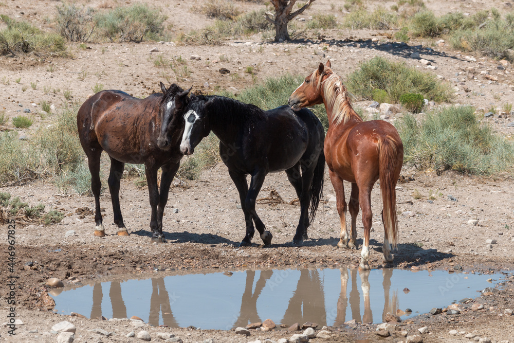 Wild Horses at a Waterhole in the Utah Desert