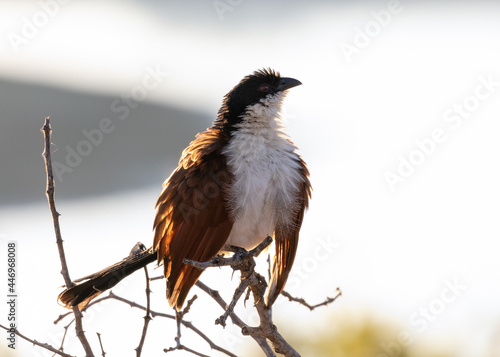 One Burchell's coucal warming up in the early morning sun photo