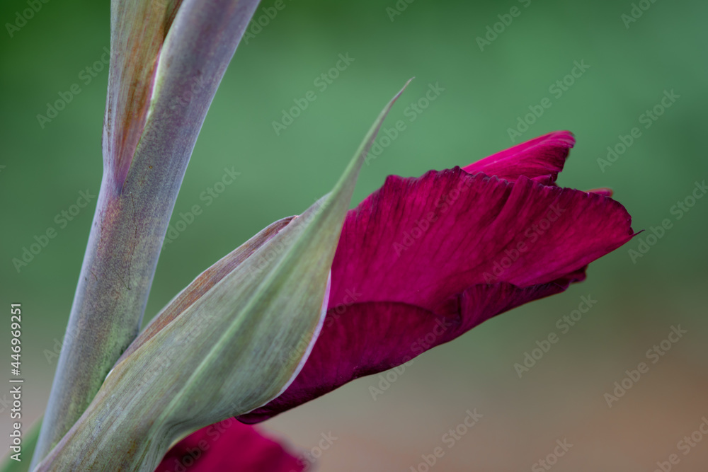 A gladiolus flower just before blooming A gladiolus flower just before blooming