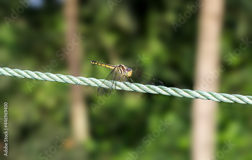 Beautiful yellow and black spotted dragonfly sitting on a green clothesline rope © Xookits