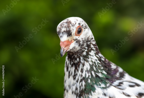 Pigeon face close up with the blurry background and selective focus