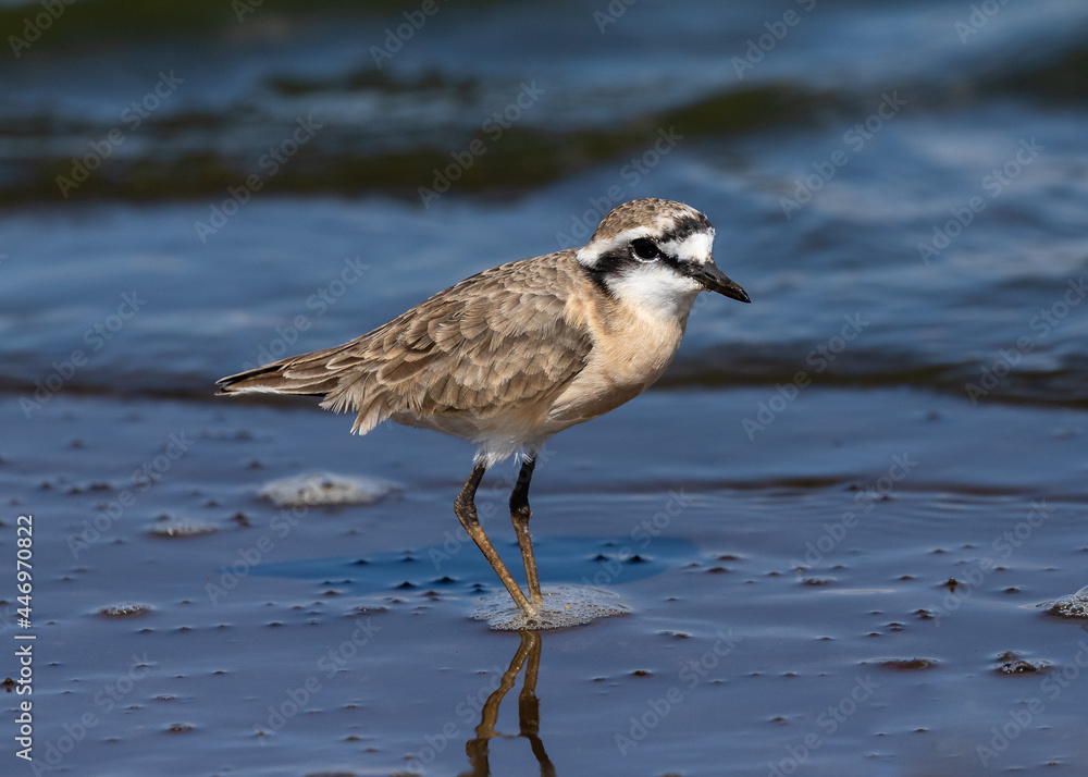 One kittlitz's plover feeding in shallow water One kittlitz's plover feeding in shallow water