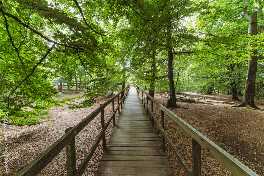 Söderåsen national park during summer in southern Sweden. Nature background.