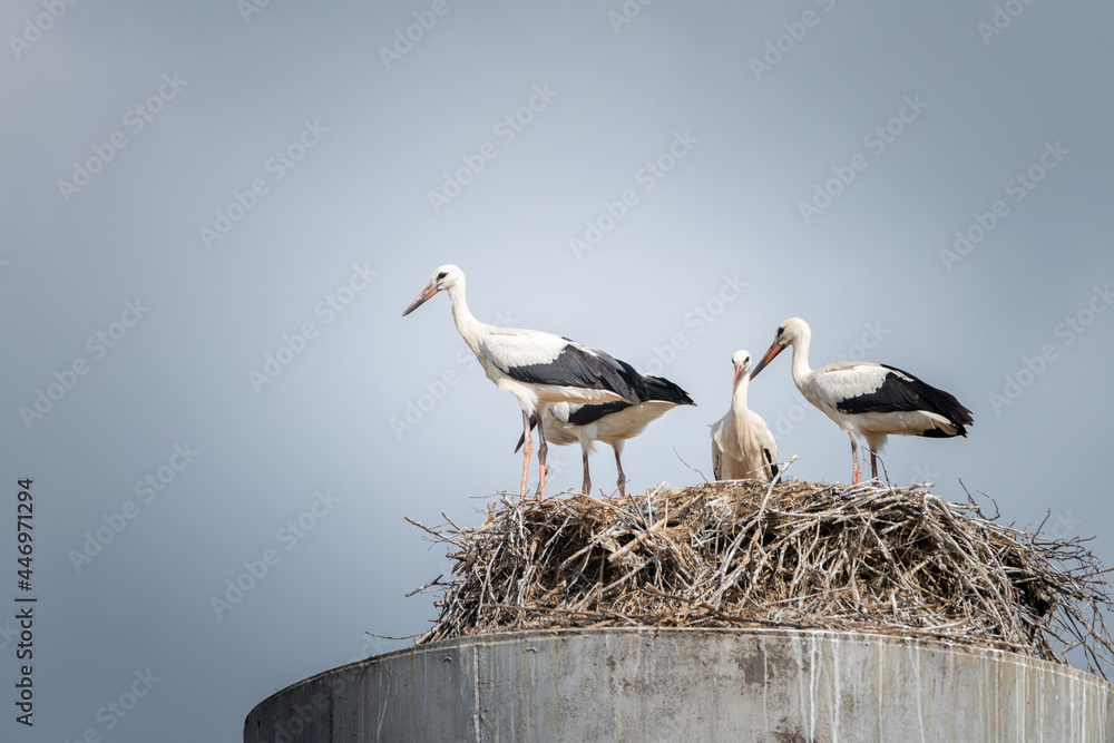 Fototapeta premium Family of storks in the nest close-up against the sky.