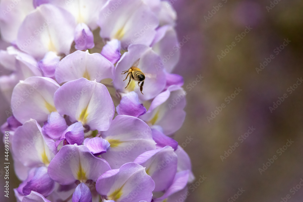Blossoms of a blue-rainbush with approaching bumblebees Blossoms of a blue-rainbush with approaching bumblebees