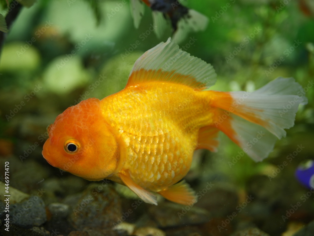 Goldfish swim beautifully in an aquarium with clear water with other fish Goldfish swim beautifully in an aquarium with clear water with other fish