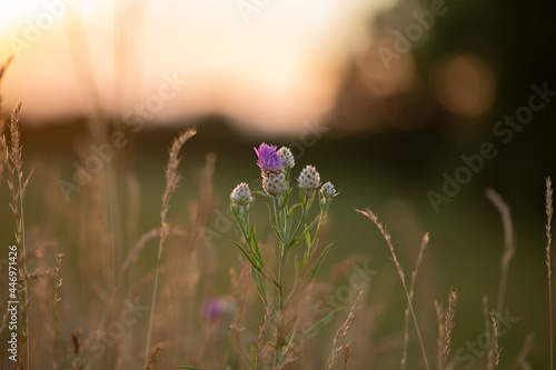 _TOA1994-1_Distel