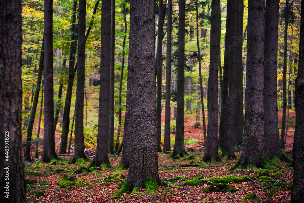 Naklejka premium Abendlicher Blick in den Herbstwald mit Bäumen auf denen Moos wächst