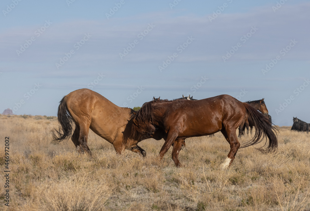 Wild Horse Stalliosn Fighting in the Utah Desert Wild Horse Stalliosn Fighting in the Utah Desert