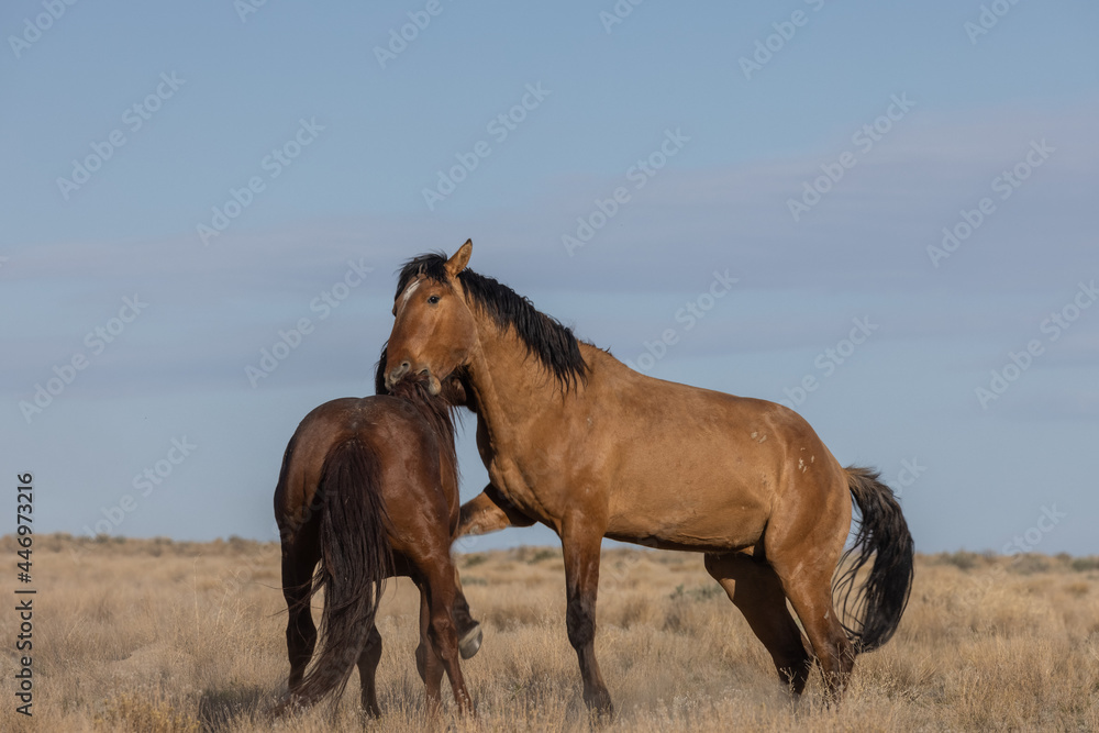 Wild Horse Stalliosn Fighting in the Utah Desert Wild Horse Stalliosn Fighting in the Utah Desert