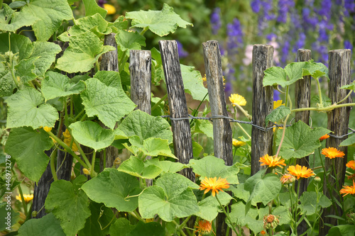 Kürbisgewächs am Bauergartenzaun