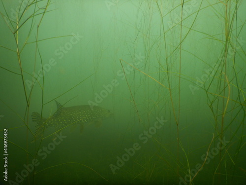 northern pike esox lucius lurking in aquatic vegetation in lake Most czech republic  photo