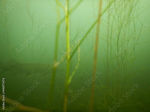 northern pike esox lucius freshwater fish in macrophytes aquatic vegetation photo