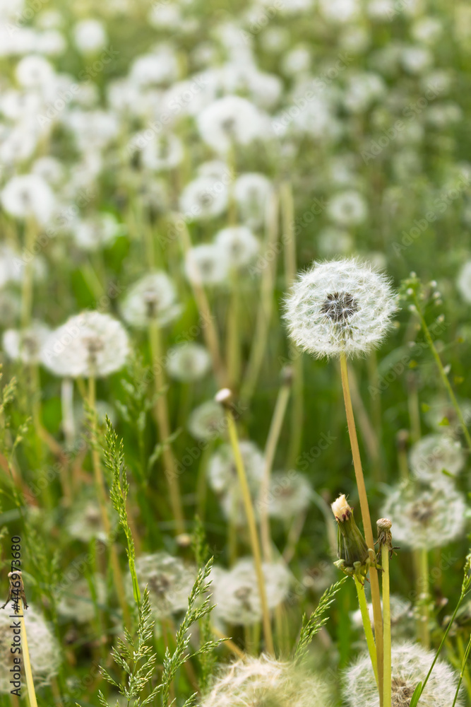 Fuzzy white dandelion seed heads with floaties in a meadow Fuzzy white dandelion seed heads with floaties in a meadow