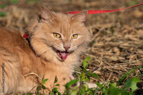 Pet fluffy red Siberian cat on a leash in nature in the summer in the heat breathes heavily with his mouth open lying on dried grass on a blurred background. Overheating or sunstroke in animals.