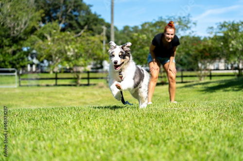 Australian Shepherd puppy
