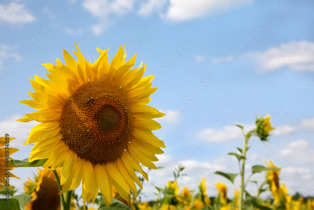 a bee on a yellow sunflower flower collects pollen to make honey and help transport the seeds of the pistils and stamens of flowers in the Charente region of France. Close up image a bee on a yellow sunflower flower collects pollen to make honey and help transport the seeds of the pistils and stamens of flowers in the Charente region of France. Close up image