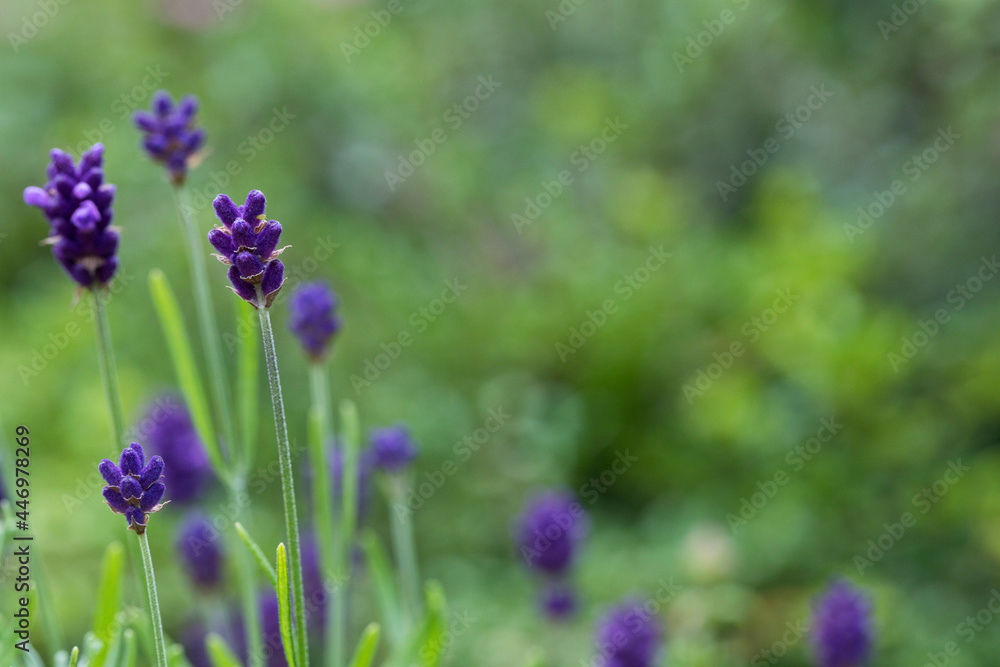 Obraz premium Lavender flowers in a garden in July