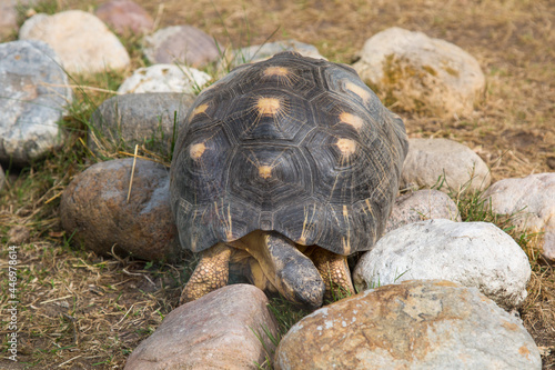 A radiant turtle (Lat. Astrochelys radiata) with a beautiful shell pattern on rounded cobblestones on a clear sunny day. Animals mammals reptiles zoos.