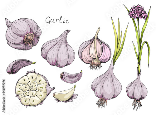 Head of garlic. Traditional medicine. Herb. Whole plant, fresh root, cut in half, slices, parts, peel, flower. Spicy condiment. Isolated clipart set on white background. Hand-drawn ink sketch.
